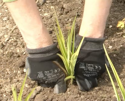 Plant staudene Plant staudene